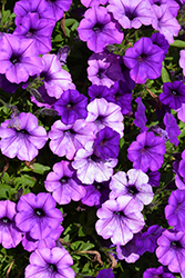 Supertunia Mini Vista Indigo Petunia (Petunia 'BBTUN93201') at Sargent's Nursery