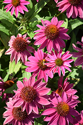 PowWow Wild Berry Coneflower (Echinacea purpurea 'PowWow Wild Berry') at Sargent's Nursery