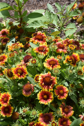 Arizona Sun Blanket Flower (Gaillardia x grandiflora 'Arizona Sun') at Sargent's Nursery