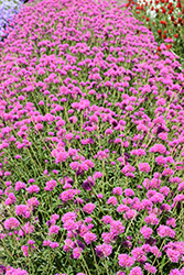 Truffula Pink Gomphrena (Gomphrena 'PAST0517E') at Sargent's Nursery