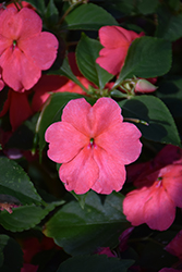 Beacon Coral Impatiens (Impatiens walleriana 'PAS1413664') at Sargent's Nursery