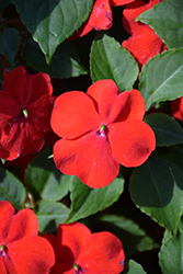 Beacon Bright Red Impatiens (Impatiens walleriana 'PAS1413665') at Sargent's Nursery