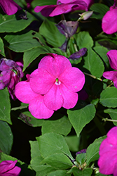 Beacon Violet Shades Impatiens (Impatiens walleriana 'PAS1357834') at Sargent's Nursery