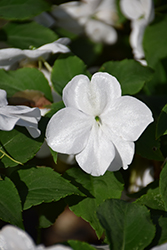 Beacon White Impatiens (Impatiens walleriana 'PAS1357832') at Sargent's Nursery