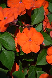 Beacon Orange Impatiens (Impatiens walleriana 'PAS1377331') at Sargent's Nursery