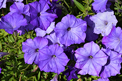 Easy Wave Lavender Sky Blue Petunia (Petunia 'Easy Wave Lavender Sky Blue') at Sargent's Nursery