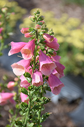 Arctic Fox Rose Foxglove (Digitalis 'Balroxose') at Sargent's Nursery