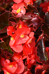 Viking Red on Chocolate Begonia (Begonia 'Viking Red on Chocolate') at Sargent's Nursery