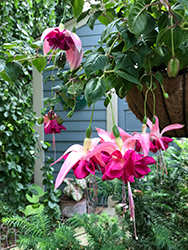 Bella Rosella Fuchsia (Fuchsia 'Bella Rosella') at Sargent's Nursery