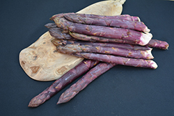 Sweet Purple Asparagus (Asparagus 'Sweet Purple') at Sargent's Nursery