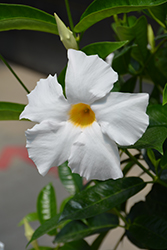 Diamantina Agathe White Mandevilla (Mandevilla 'LANARIZONA') at Sargent's Nursery