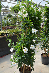 Diamantina Agathe White Mandevilla (Mandevilla 'LANARIZONA') at Sargent's Nursery