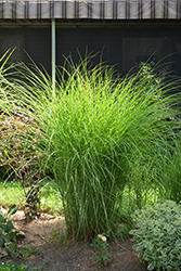 Gracillimus Maiden Grass (Miscanthus sinensis 'Gracillimus') at Sargent's Nursery