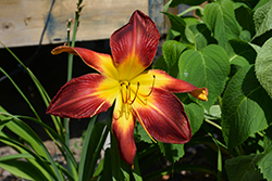 Rainbow Rhythm Ruby Spider Daylily (Hemerocallis 'Ruby Spider') at Sargent's Nursery