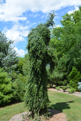 Bruns Weeping Spruce (Picea omorika 'Pendula Bruns') at Sargent's Nursery