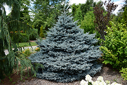 Montgomery Blue Spruce (Picea pungens 'Montgomery') at Sargent's Nursery