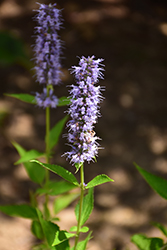 Blue Fortune Anise Hyssop (Agastache 'Blue Fortune') at Sargent's Nursery