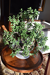 Jade Plant (Crassula ovata) at Sargent's Nursery