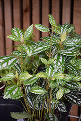 Aluminum Plant (Pilea cadierei) at Sargent's Nursery