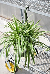 Variegated Spider Plant (Chlorophytum comosum 'Variegatum') at Sargent's Nursery