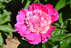 Madame Emile Debatene Peony (Paeonia 'Madame Emile Debatene') at Sargent's Nursery