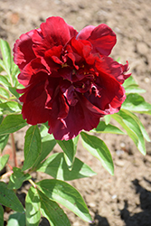 Henry Bockstoce Peony (Paeonia 'Henry Bockstoce') at Sargent's Nursery