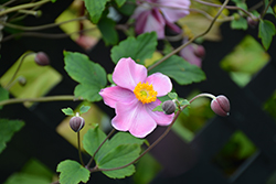 Grapeleaf Anemone (Anemone tomentosa 'Robustissima') at Sargent's Nursery