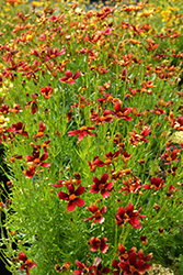 Red Satin Tickseed (Coreopsis 'Red Satin') at Sargent's Nursery