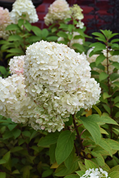 Bobo Hydrangea (Hydrangea paniculata 'ILVOBO') at Sargent's Nursery