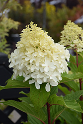 Limelight Prime Hydrangea (Hydrangea paniculata 'SMNHPPH') at Sargent's Nursery