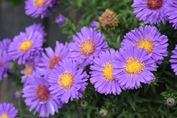 Woods Purple Aster (Symphyotrichum 'Woods Purple') at Sargent's Nursery