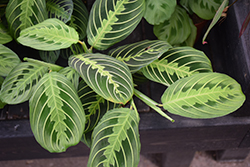 Lemon Lime Prayer Plant (Maranta leuconeura 'Lemon Lime') at Sargent's Nursery