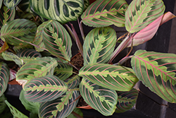 Tricolor Prayer Plant (Maranta leuconeura 'Tricolour') at Sargent's Nursery