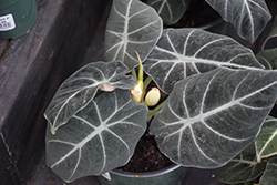 Mythic Black Velvet Jewel Alocasia (Alocasia reginula 'Black Velvet') at Sargent's Nursery