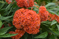 Twisted Orange Celosia (Celosia cristata 'Twisted Orange') at Sargent's Nursery