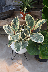 Variegated Rubber Tree (Ficus elastica 'Variegata') at Sargent's Nursery