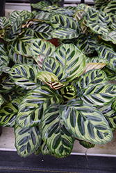 Peacock Plant (Calathea makoyana) at Sargent's Nursery