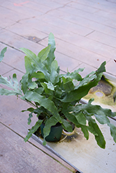 Blue Star Fern (Phlebodium aureum) at Sargent's Nursery