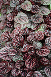 Luna Red Peperomia (Peperomia caperata 'Luna Red') at Sargent's Nursery