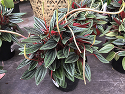 Rosso Peperomia (Peperomia caperata 'Rosso') at Sargent's Nursery