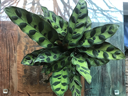 Rattlesnake Plant (Calathea lancifolia) at Sargent's Nursery