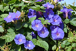 Heavenly Blue Morning Glory (Ipomoea tricolor 'Heavenly Blue') at Sargent's Nursery