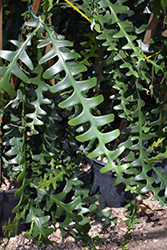 Fishbone Cactus (Selenicereus anthonyanus) at Sargent's Nursery