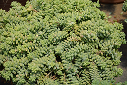 Burro's Tail (Sedum morganianum) at Sargent's Nursery