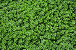 John Creech Stonecrop (Sedum spurium 'John Creech') at Sargent's Nursery