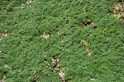 Elfin Creeping Thyme (Thymus praecox 'Elfin') at Sargent's Nursery