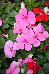 Cora XDR Light Pink (Catharanthus roseus 'Cora XDR Light Pink') at Sargent's Nursery