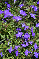 Riviera Marine Blue Lobelia (Lobelia erinus 'Riviera Marine Blue') at Sargent's Nursery