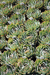 Apus Echeveria (Echeveria 'Apus') at Sargent's Nursery