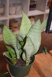 Moonshine Silver Snake Plant (Sansevieria trifasciata 'Moonshine') at Sargent's Nursery